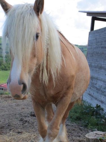a brown and white horse standing in a field at Le Dame Country House, Marche in Montegranaro