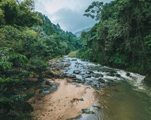 a river in the middle of a forest at River Glamping Boutique Jarabacoa in Jarabacoa