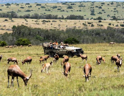 a group of people in a safari vehicle in a field with animals at Lalibela Game Reserve Lentaba Safari Lodge in Paterson