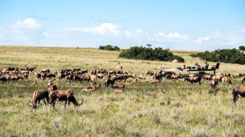 a herd of animals in a field with people in a jeep at Lalibela Game Reserve Lentaba Safari Lodge in Paterson