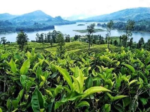 Fotografie z fotogalerie ubytování Gangula Family Cottage v destinaci Norwood