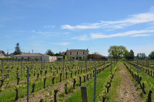 a vineyard with a bunch of vines at Château la Renommée in Saint-Laurent-des-Combes