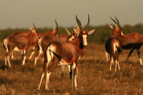 Animales en el lodge o alrededores