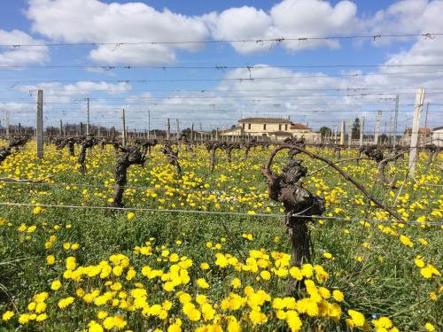 a field of yellow flowers in front of a fence at Château la Renommée in Saint-Laurent-des-Combes