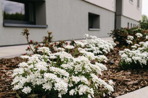 a bunch of white flowers in front of a building at Bytovka1962 in Manětín