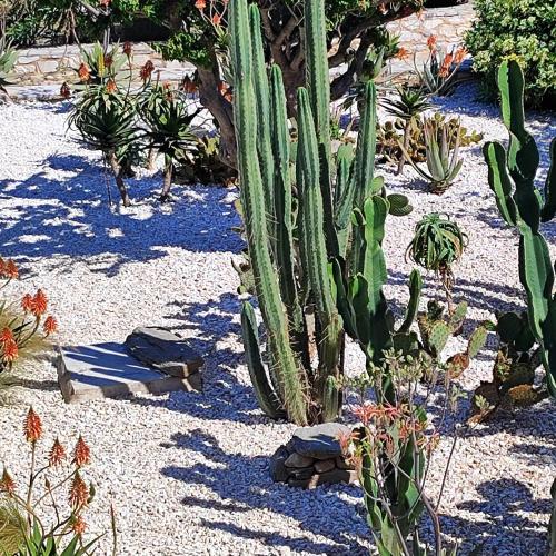 a group of cacti and other plants in a garden at Island Magic - Seaview Villa with Jacuzzi Pool in Ambelas