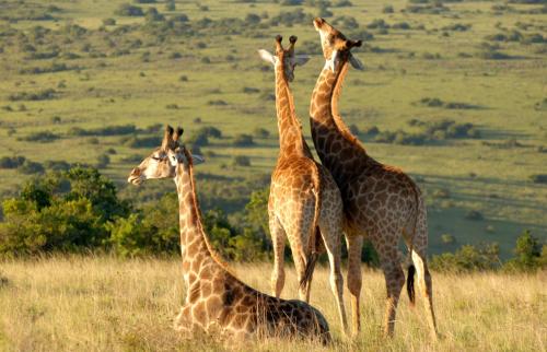Animales en el hotel o alrededores
