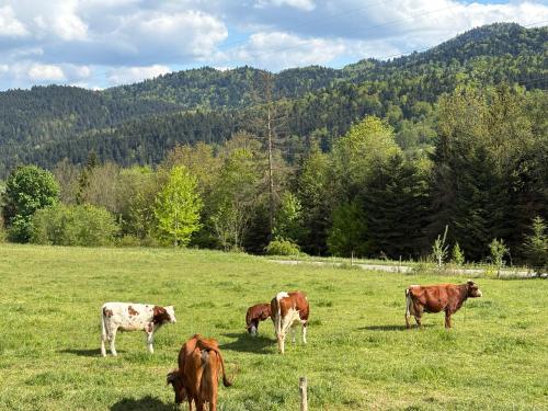 a group of cows grazing in a field at Agroturystyka Na Wypasie in Grywałd
