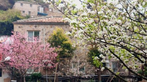 a house with pink flowering trees in front of it at 津沙小筑 in Nangan