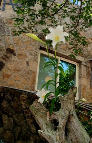 a vase with white flowers in a tree stump at 津沙小筑 in Nangan