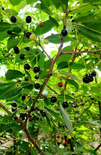 a bunch of black fruits on a tree with leaves at 津沙小筑 in Nangan