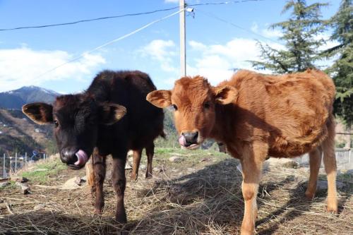 two cows standing next to each other in a field at The Nest Farm Stay in Karsog in Karsog