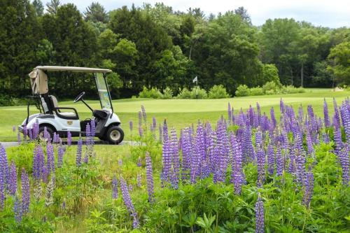a golf cart parked in a field of purple flowers at Quechee Hollow 2C in Quechee