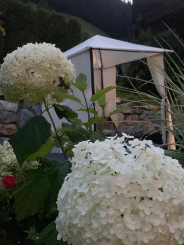 a bunch of white flowers in a garden at Naturhotel Hüttenwirt im Grossarltal in Hüttschlag