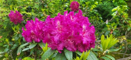 a bright pink flower in front of a bush at Holiday Inn Express and Suites Surrey by IHG in Surrey