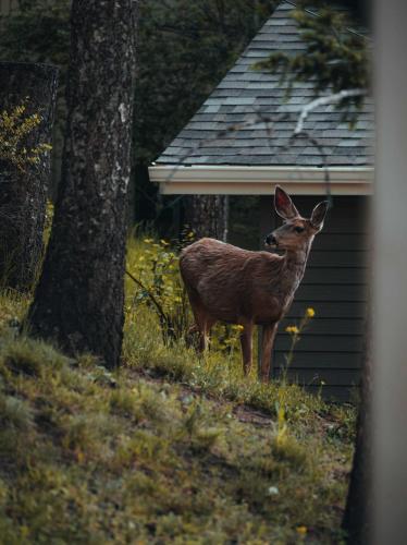 a deer standing in the grass next to a house at Cobalt Peak - Pet-Friendly Sauna Panoramic Views in Cascade-Chipita Park