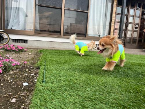 a dog in a shirt and a dog in a yard at ひとふく塩釜 in Shiogama