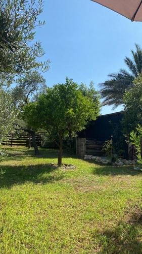 a tree in the middle of a yard at Casa Maria in Scauri