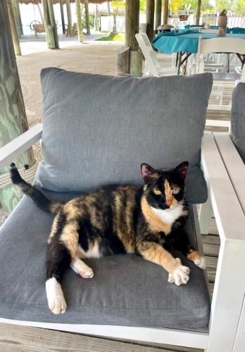 a cat laying on a chair on a patio at Coconut Cove Resort & Marina in Islamorada