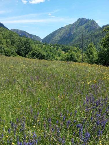 a field of flowers in a field with mountains in the background at Family owned self sufficient ECO farm TARA in Pljevlja