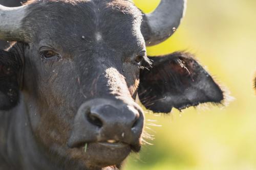 a close up of a black cow looking at the camera at Lalibela Game Reserve - Kichaka Lodge in Paterson