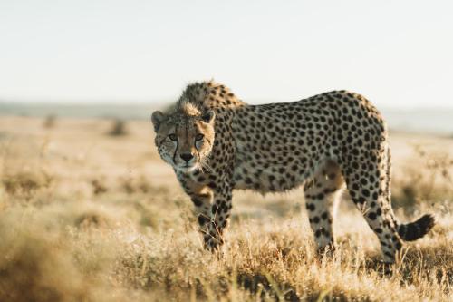 a cheetah walking in a field of grass at Lalibela Game Reserve - Kichaka Lodge in Paterson