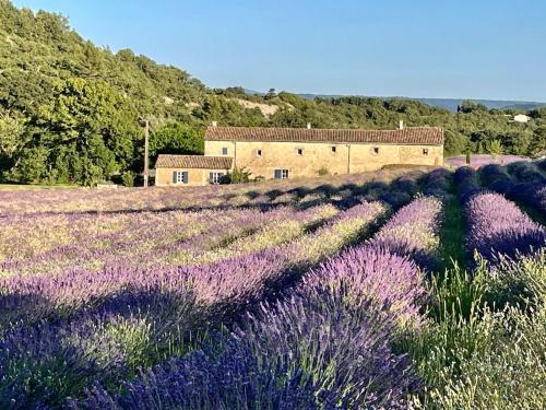 un champ de fleurs violettes devant un bâtiment dans l'établissement Mas du 18e siècle au calme entouré de champs de lavandes, à Pierrerue