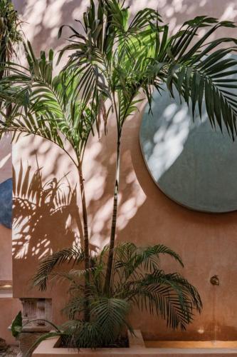 a palm tree in front of a mirror at Casa Esther - Parque Santiago in Mérida