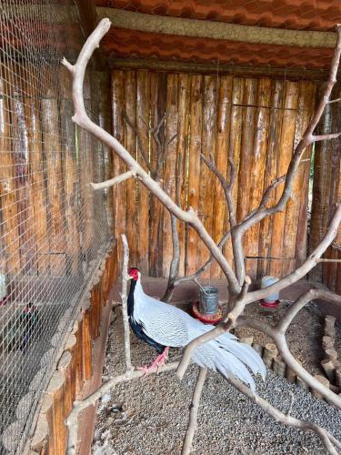 Binatang di the country house atau berdekatan