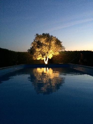 a tree sitting in the middle of a swimming pool at Château la Renommée in Saint-Laurent-des-Combes