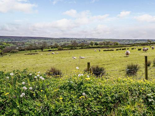 a herd of sheep grazing in a green field at 2 bed property in Brynteg West Wales 81353 in Llanwenog