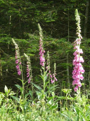 a group of purple flowers in a field at Hotel Pension Heidi in Dobel
