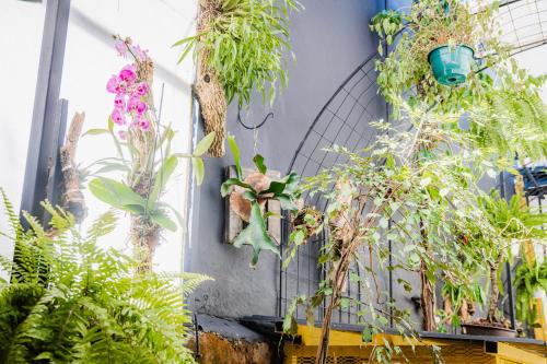 a bunch of potted plants on a wall at Luz de Luna Escalante in San José