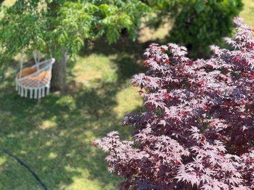 a bush with red flowers and a basket of fruit at Antonios Apartments in Ulcinj