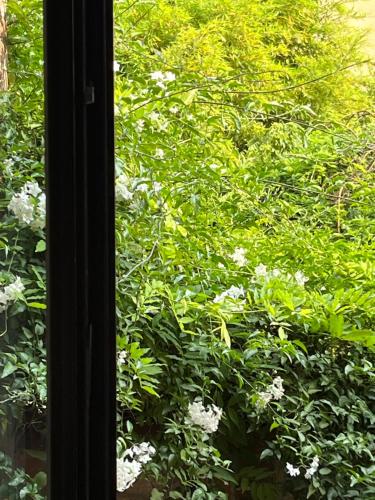 a window view of a bush with white flowers at Casa sulla Laguna CASTELLO in Venice
