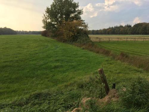 a field of green grass with a tree and a fence at Villa in Friesland with Sauna and Jetty in Idskenhuizen