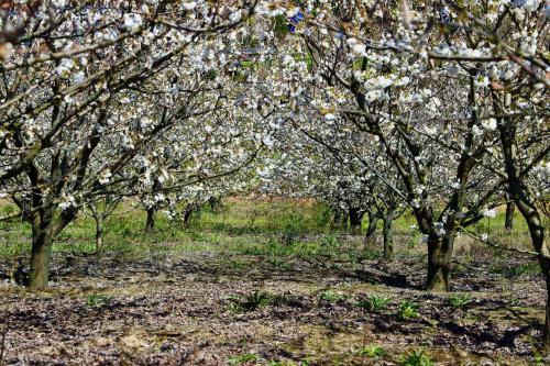 a group of trees with white flowers on them at Quinta de CasalMato in Resende