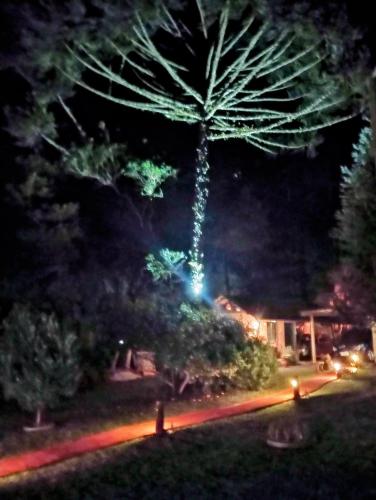 a palm tree is lit up at night at Casa de toras in Campo Alegre