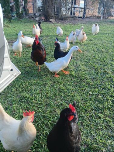 a group of chickens standing in the grass at Maison de Lavande Farmstay in Benarkin