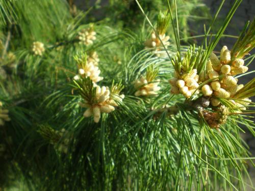 a close up of a pine tree branch with cones at Hotel Pension Heidi in Dobel