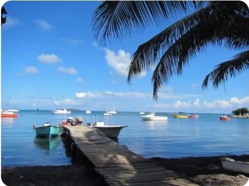 a dock with boats in the water with a palm tree at BioBay Suite Los Roires Beach Apartments in Fajardo