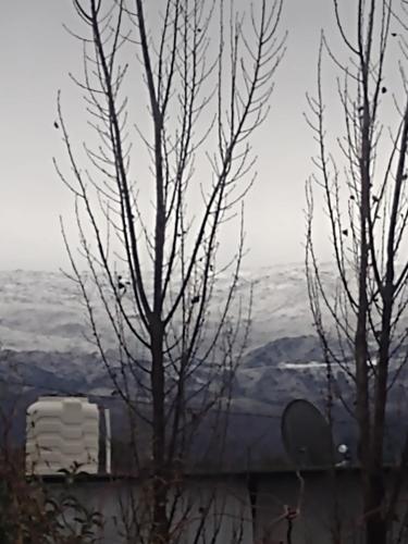 a tree with no leaves on it with a view at El mirador in Villa Yacanto