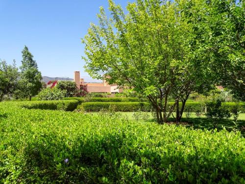 a tree in the middle of a field of grass at Villa Gourza in Tassa Ouirgane