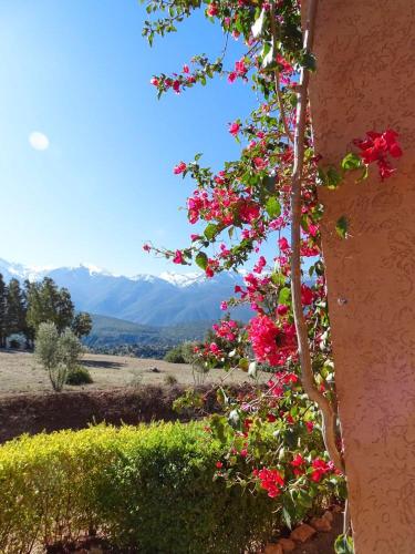 a tree with pink flowers on it next to a wall at Villa Gourza in Tassa Ouirgane