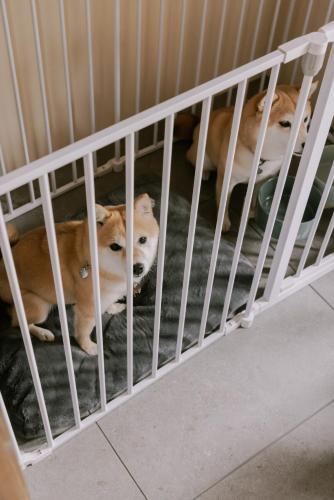 two dogs are sitting in a cage at 紡ノ座 築100年 一日一組限定のモダン古民家ステイ in Nagara