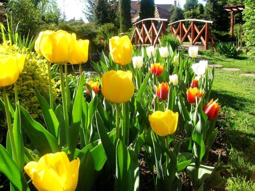 a garden of yellow and red and white tulips at Green Park Villa in Eger