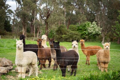 a group of horses and llamas standing behind a fence at Tell Tales Bed & Breakfast in Creswick