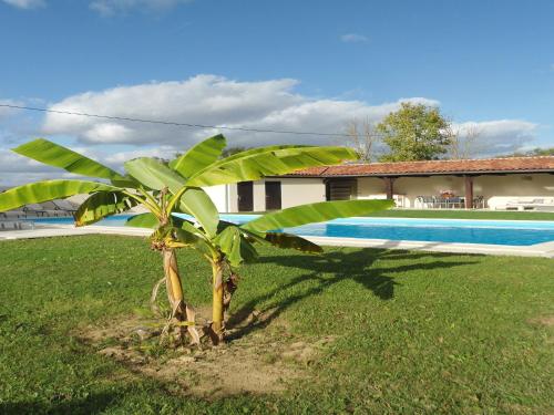 un palmier dans l'herbe à côté d'une piscine dans l'établissement Holiday Home in Buzon with Private Pool, cleaning included, à Buzon