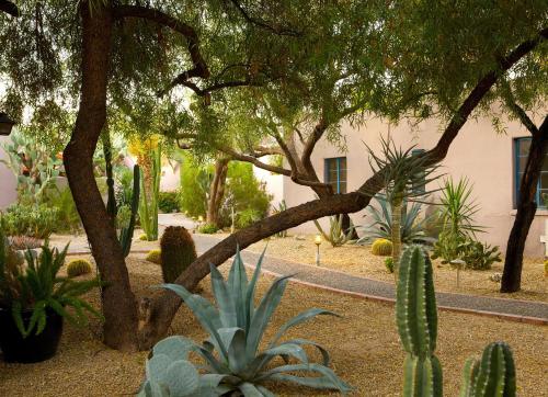 a garden of cacti and plants in front of a building at Lodge On The Desert in Tucson