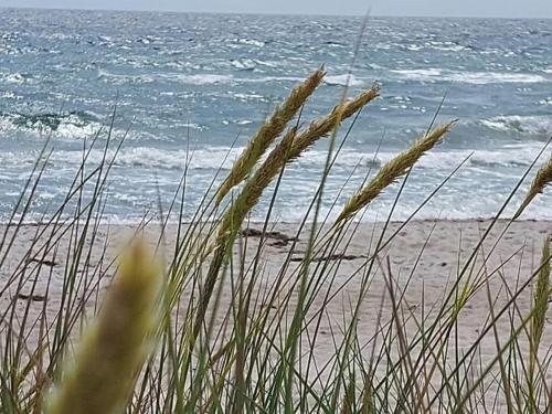 a view of a beach with tall grass and the ocean at Holiday home in Sydals with swimming pool in Østerby